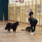 szkolenie psy (6)